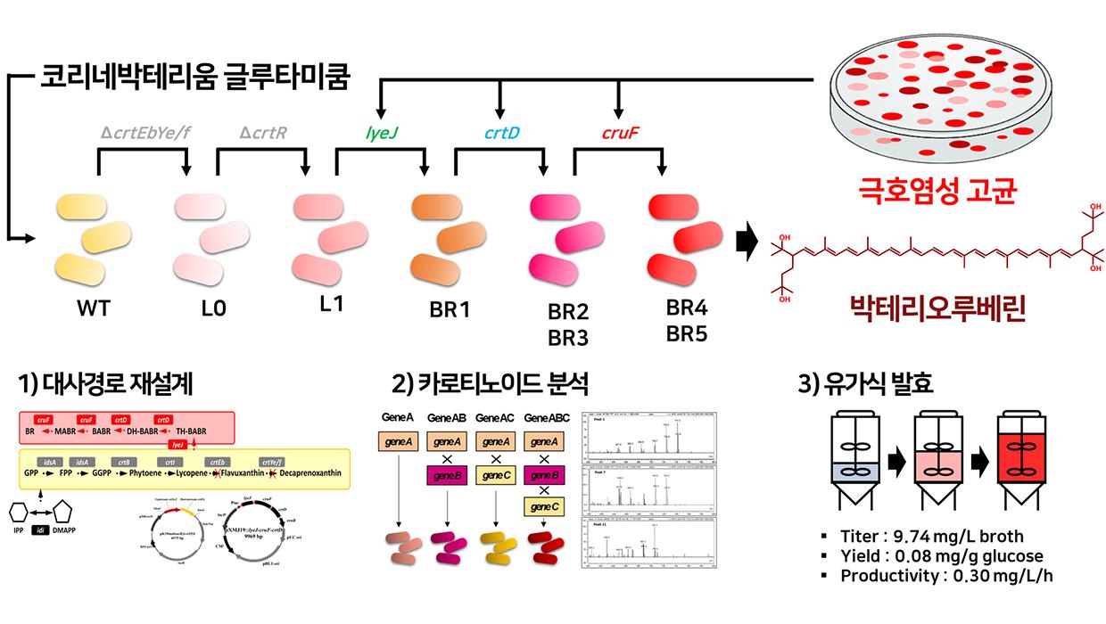 Professor Myungji Seo’s Research Team at Incheon National University Succeeds in World’s First Produ 대표이미지